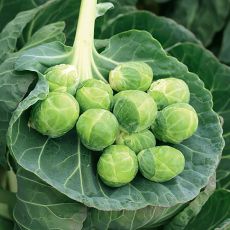 HYBRID BRUSSELS SPROUTS, GUSTUS