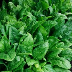 HYBRID SPINACH, PLYMOUTH