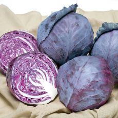 HYBRID CABBAGE, RUBY BALL IMPROVED
