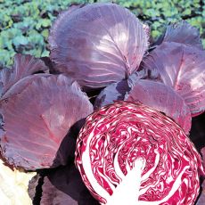 HYBRID CABBAGE, RUBY KING IMPROVED