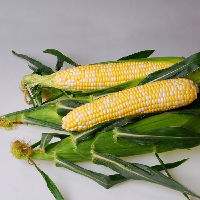 HYBRID SWEET CORN AP 426