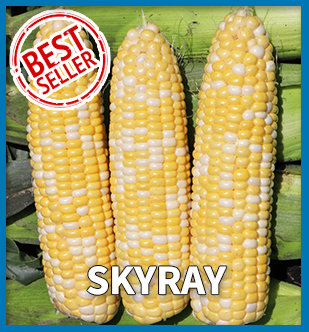 Best Seller - Tigershark II Corn