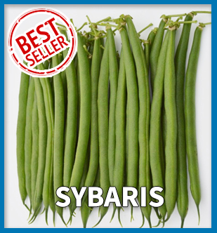 Best Sller - Sybaris Beans